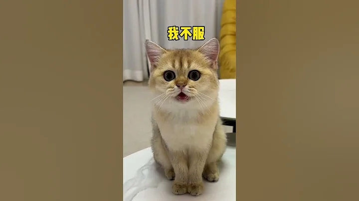 【牛奶是只貓】喝奶喝上癮了。。看到電視上的奶牛也會忍不住 - 天天要聞