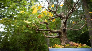 Little Leaf Linden Bonsai: Setting the Secondary Structure for Success