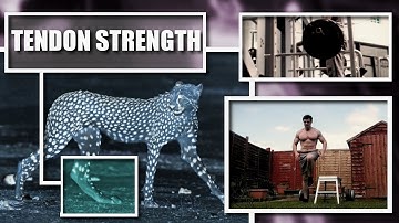 Tendon Training - Tendons Like Steel Cables!