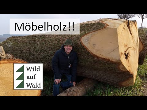 ?News: Eichenstämme zu Höchstpreisen! Auch Esche, Nuss, Ahorn,... #wildaufwald