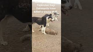 Aboriginal CAO of Tajikistan Sagi Dahmarda have killed a wolf #dog #animal #wolf #wolves #shepherd