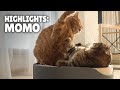 Highlights of MoMo the Cat | Kittisaurus