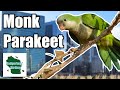 Parrots of the Powerplant (Monk Parakeets)