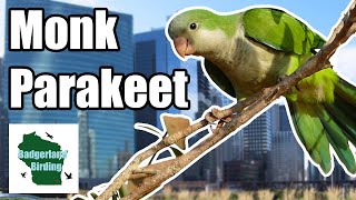 Monk Parakeets in Chicago, Illinois?!