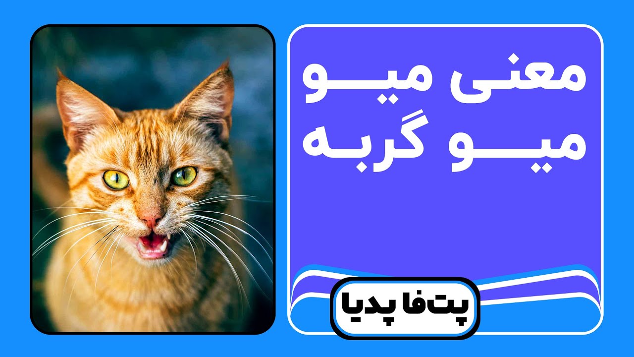 معنی میو میو کردن گربه - YouTube