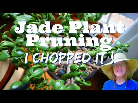 I Chopped It Up - Jade Plant Care and Pruning