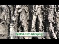 ArborJet - Pest Doctor