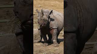 Ayanas Snacking Face | Blank Park Zoo  #wildlife #animals #shorts