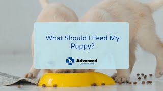 What Should I Feed My Puppy? by Advanced Animal Care 28 views 2 years ago 4 minutes, 1 second