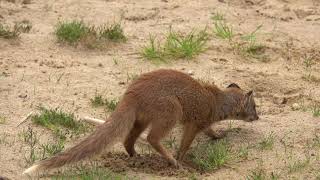 Yellow Mongoose at Woburn (4k) by FurLinedUK 68 views 2 years ago 15 seconds