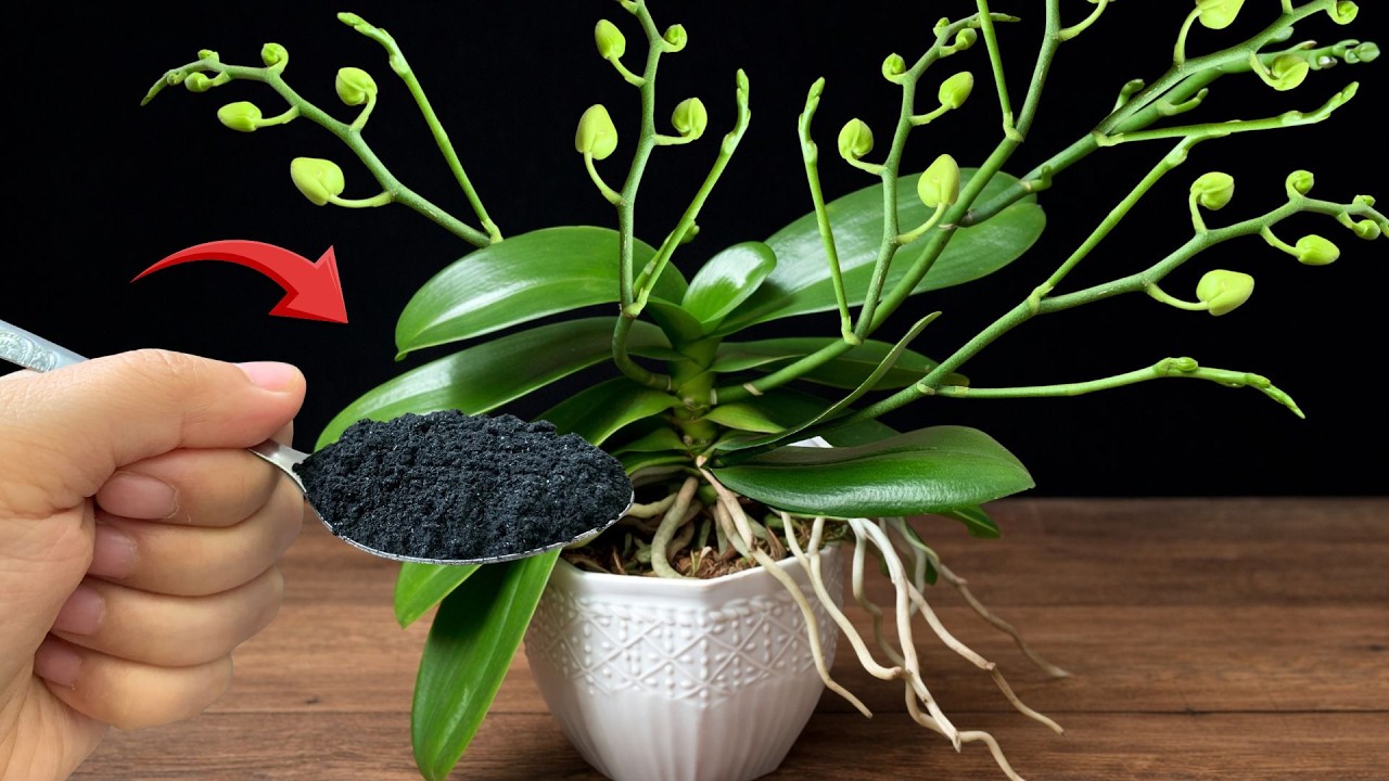 1 ложка в неделю для орхидей – стимулирует укрепление корней и образование новых цветков естественн