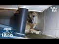 Abused Dog Was Rescued Before Euthanasia But Lives Under Sink… l Animal in Crisis Ep 331