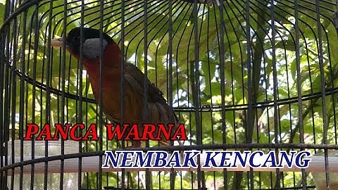 BURUNG PANCA WARNA BESET KENCANG