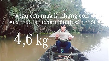 @Câu CÁ THÁC LÁC CƯỜM sau cơn mưa lớn nước sông chảy mạnh cá lớn lên kiếm ăn