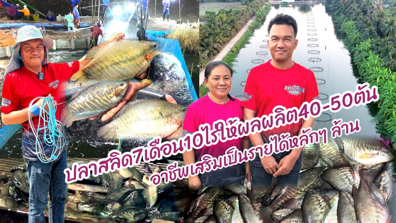 ปลาสลิดเลี้ยงบ่อดิน7เดือน10ไร่ให้ผลผลิต40-50ตันเขาเลี้ยงยังไงให้โตไวได้ผลดีอาชีพเสริมรายได้หลักล้าน