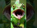 ¡UN CAMALEON QUE PUEDE CAZAR INCLUSO PAJAROS! 🦎👅 El Camaleón de Parson #MundoGarra #ciencia #viral