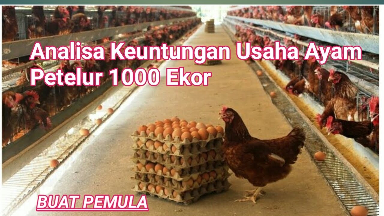 Keuntungan Usaha Ayam Petelur 1000 ekor 