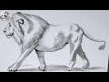 How To Draw A Lion In Pencil Step by Step and Easy