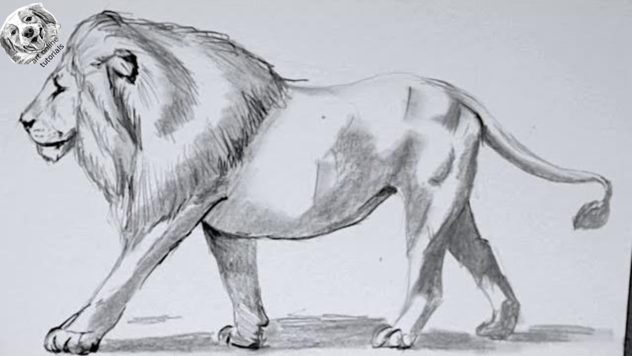 How to Draw a Lion with Pencil Very Easy and Step by Step - YouTube