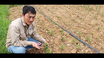 Gieo Trồng Hoa Cúc Chi