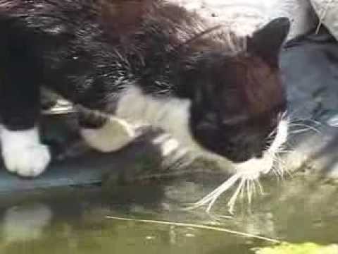 Video: Office Cats: Japonská Společnost Si Najímá Kočičky Jako Osoby Zbavující Se Stresu