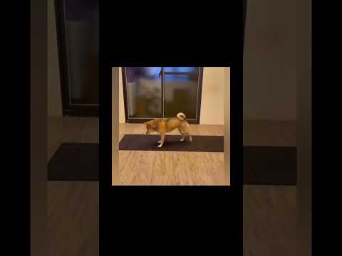 Даже у собаки растяжка лучше😅 #собаки #приколы #растяжка #shorts