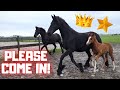 A mare with 3 foals. Ride and scary rinse | Friesian Horses