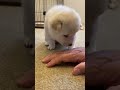 主の匂いを嗅いで落ち着く子犬w #Shorts