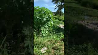 Please don't throw garbage into the Environment  🥺🥺🥺🥺🥺🍁🍁