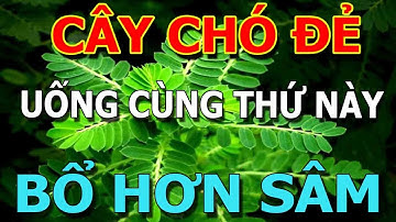 Cảnh báo: Người Đến Tuổi 50 CỨ UỐNG CÂY CHÓ ĐẺ chữa cả tỷ bệnh - TÁC DỤNG CỦA CÂY CHÓ ĐẺ - THẦN DƯỢC