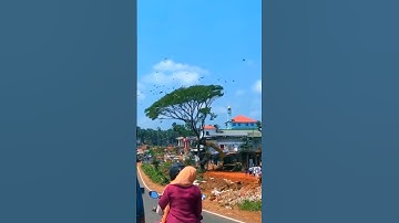 wait for end😍 save tree🌳save birds🐦#save #savebirds #savetrees #savetheworld #explore #viral #like