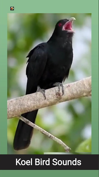 Suara Burung Koel Asia ❤️ (2)