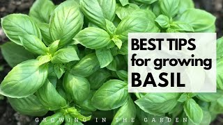 Grow an ENDLESS SUPPLY of BASIL with these TIPS