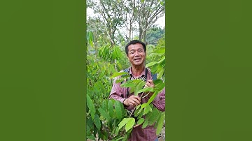 Mú Từn – Bí mật về công dụng từ người Mông và người Thái ở vùng cao ít người biết #thaoduoc #suckhoe