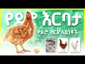 የዶሮ እርባታ እና የዶሮ ዝርያ አይነቶች 