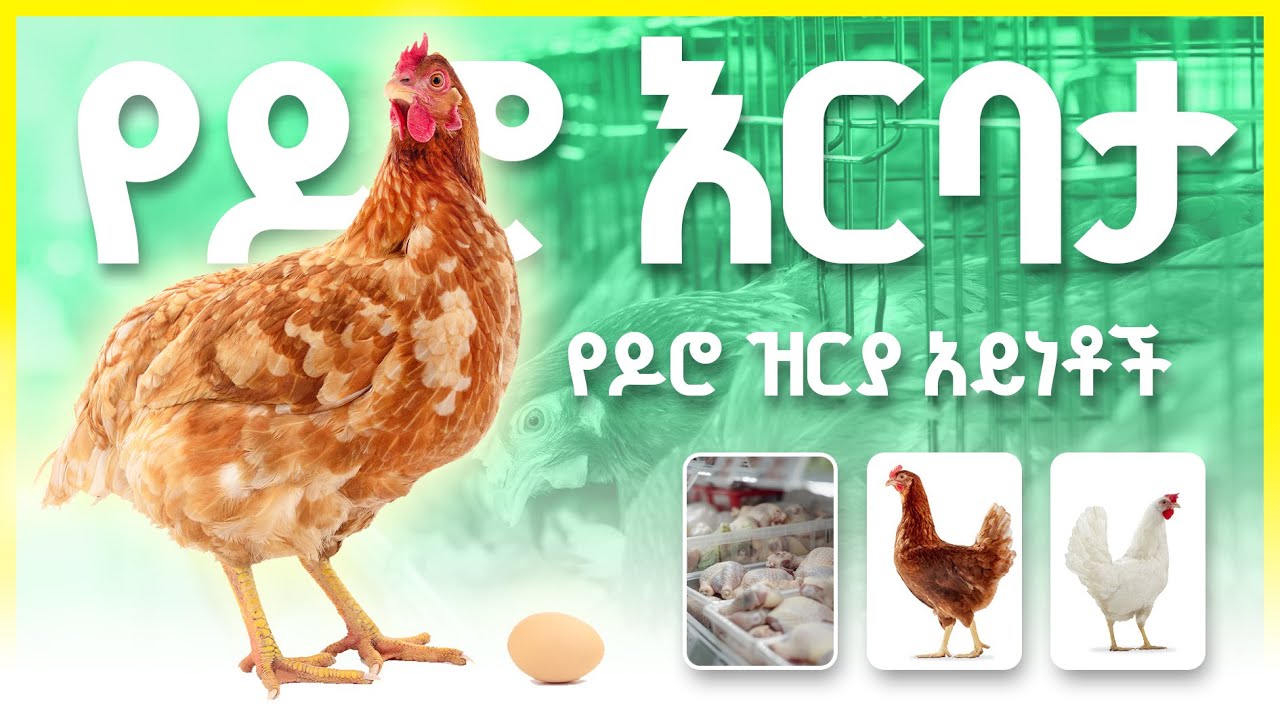 የዶሮ እርባታ እና የዶሮ ዝርያ አይነቶች
