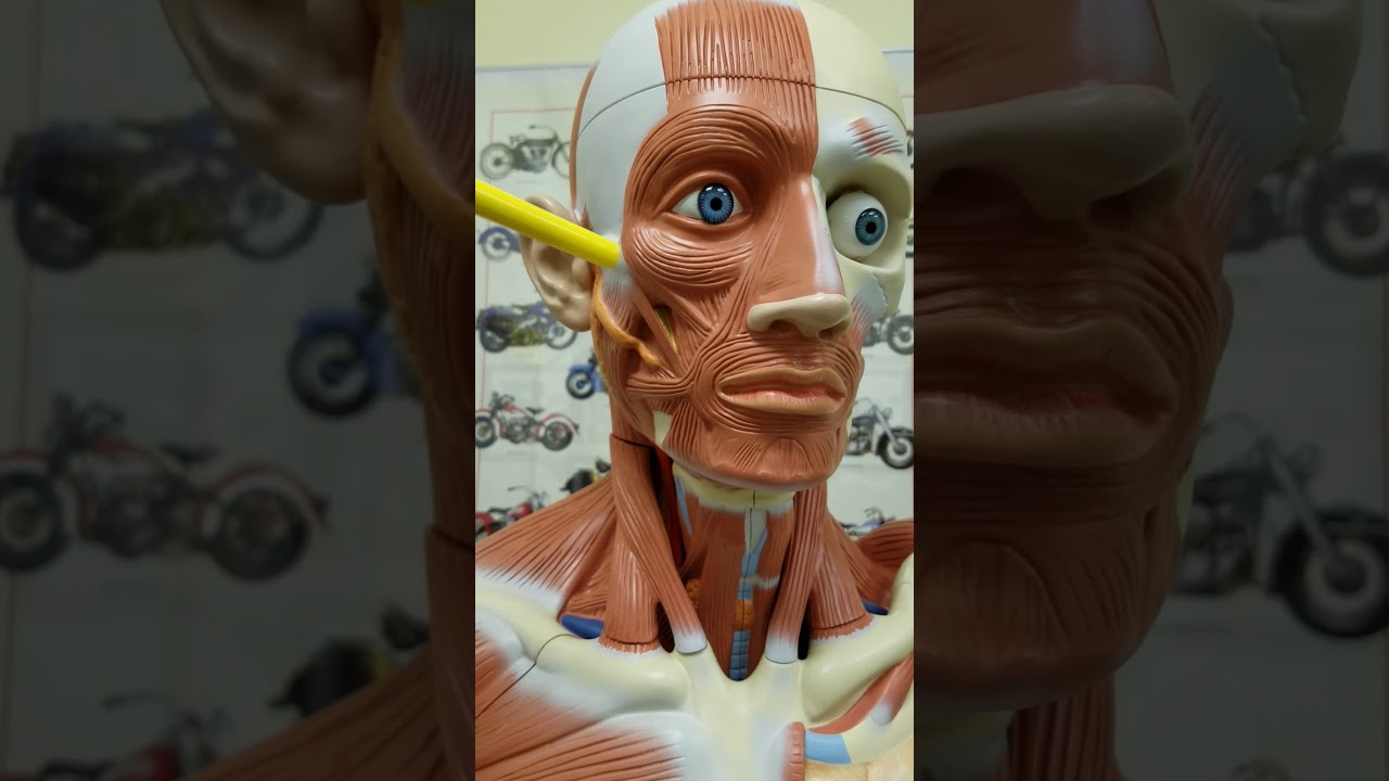 porn-pics-can-you-build-your-facial-muscles