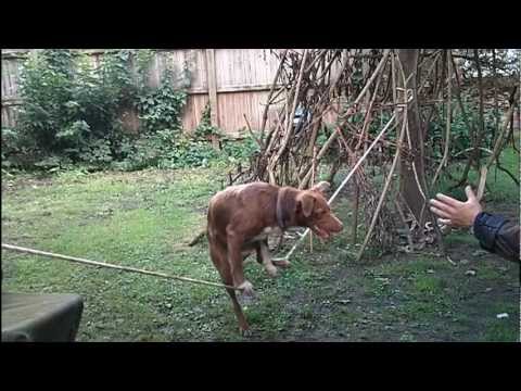 Amazing Acrobatic Dog - Training