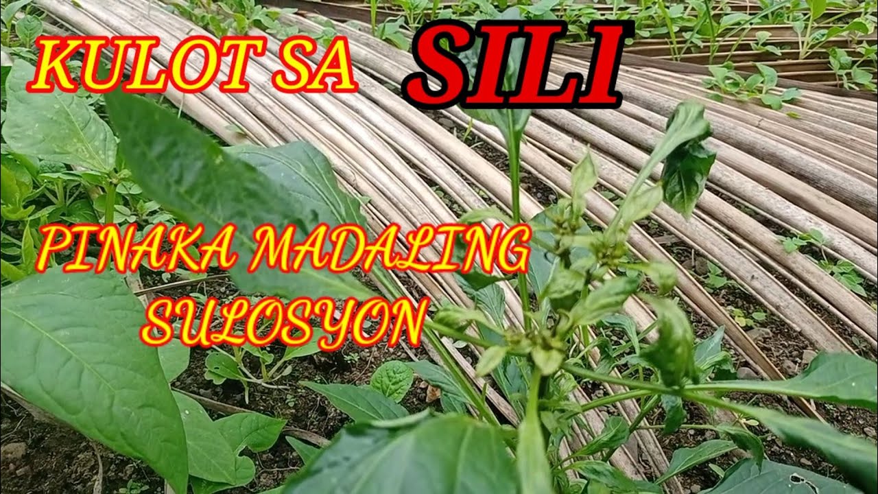 PINAKA MADALING SULOSYON   SA KULOT NG SILI