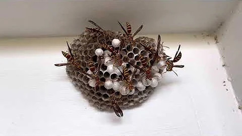 Big ole Wasp Nest #shorts