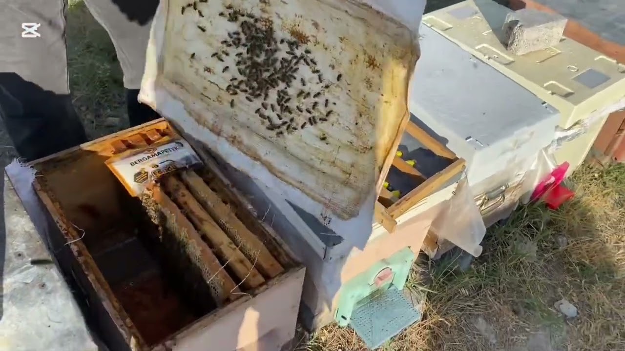 Ada Safı Damızlığımızdan Üretilen F1 Arıların Bal Verimini İncledik #arıcılık##anaarı#bal#buckfast
