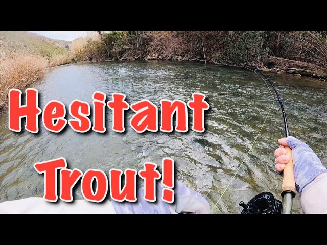 Spillway Trout Fishing with PowerBait Mice Tails and Power Eggs