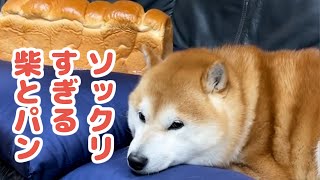 大好きなのは「お父さんの枕」😳  食パンそっくり柴犬・らんまるくんのシュールな日々に…🤣✨