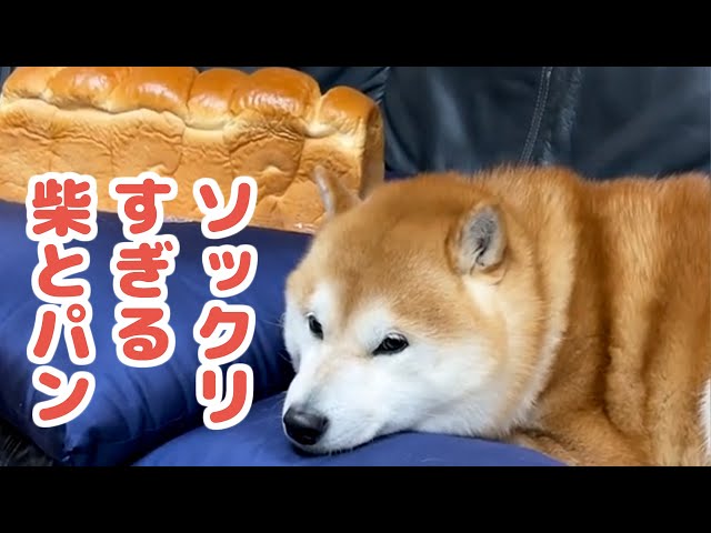 大好きなのは「お父さんの枕」? 食パンそっくり柴犬・らんまるくんの 