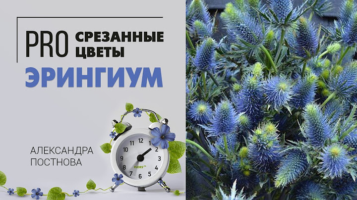 Эрингиум - НЕТ, это не чертополох | Космический экзот