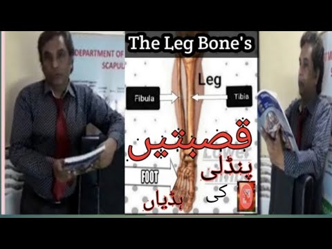 Anatomy of Leg Bone's. - YouTube
