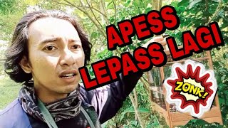 Catching a red-headed wren (unfortunately, it got caught but it escaped)