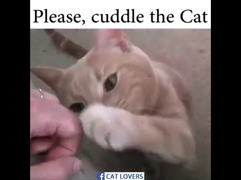 Please, cuddle the CAT