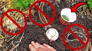 Stop Snails, Slugs & Pill Bugs In Their Tracks! Plant Protection Cups/Bait Traps 4 The Garden