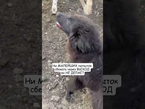 КУ мой мальчик - ПРИЗРАК и его ХОББИ 😅 #призрак #помощьбездомнымживотным #семья